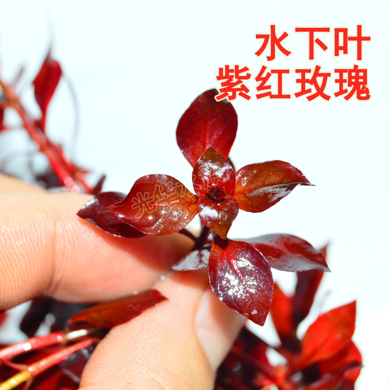 紫红玫瑰水下叶真水草草缸造景装饰植物活体阳性后景草淡水