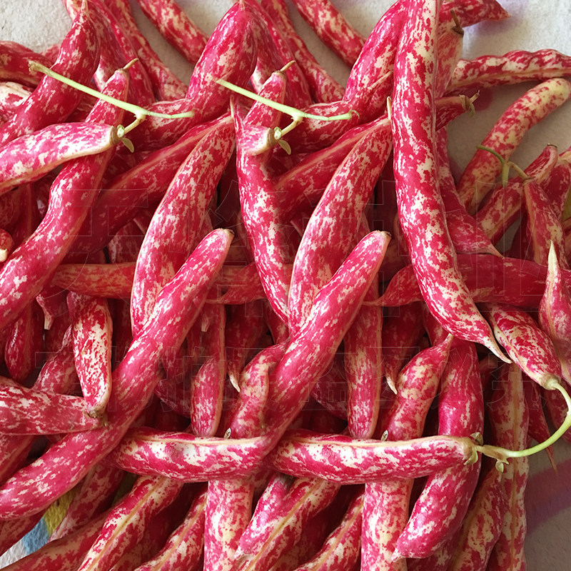 蔬菜种子四季播种包邮_东北黄金钩红金钩豆角种子油豆秋季芸豆蔬菜