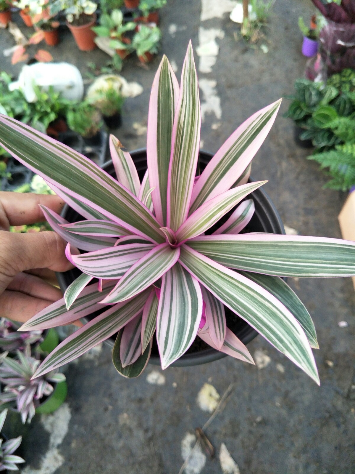 彩虹兰盆栽棒兰植物好养耐热耐寒四季彩虹色