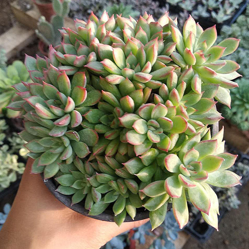 蔓语园艺女雏老桩多肉植物组合花卉群生大棵多肉植物