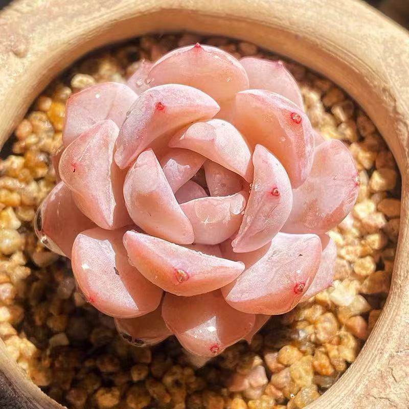 恩宠多肉 多肉植物盆栽绿植办公室防辐射新手萌肉肉