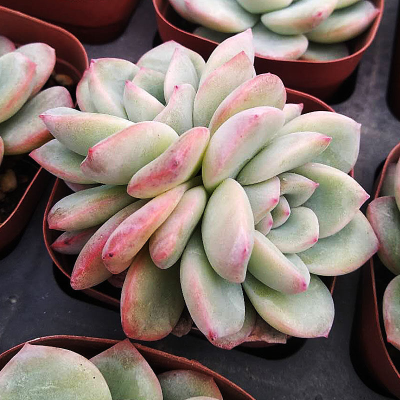 蔓语园艺多肉花卉 轰动多肉植物 贵货多肉花卉绿植盆栽