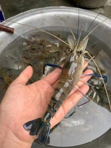 浙江湖州罗氏沼虾苗 优质太湖二号 沼虾苗 长臂大头虾苗养殖 淡水