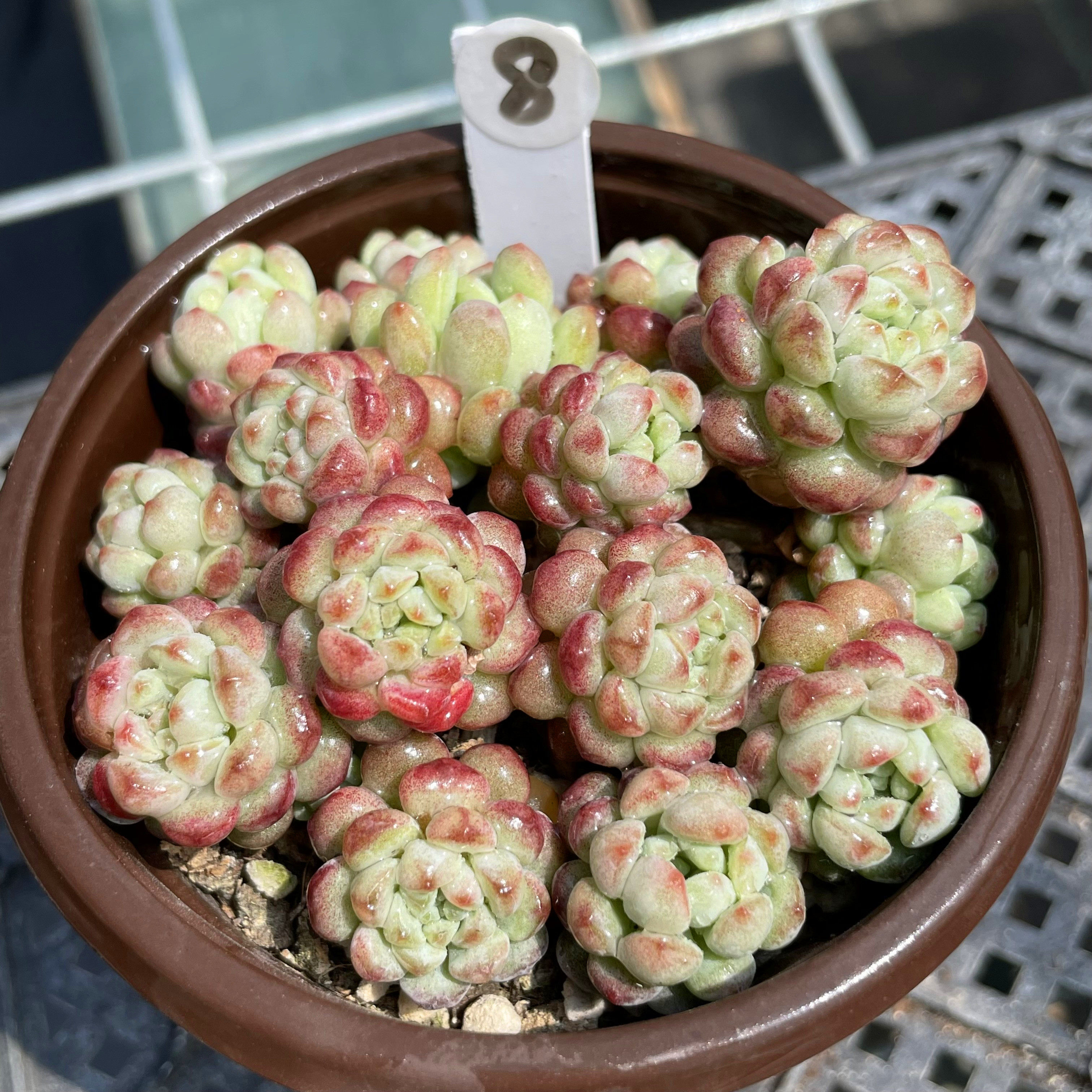 无肉不欢 一物一拍 萌豆群生  多肉植物 04.29-10