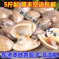 5斤包顺丰丹东东港新鲜大黄蚬子扇贝野生鲜活贝类黄鲜肉无沙500g