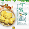 【海南记忆】树上熟干苞菠萝蜜/肉厚木菠萝蜜/生鲜水果、包邮20斤 【海南记忆】树上熟干苞菠萝蜜/肉厚木菠萝蜜/生鲜水果、包邮20斤