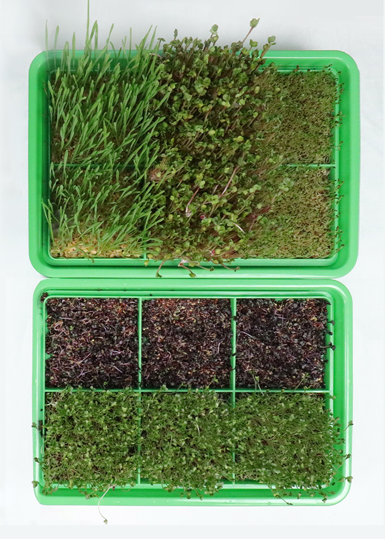 芽菜盘 种植盘