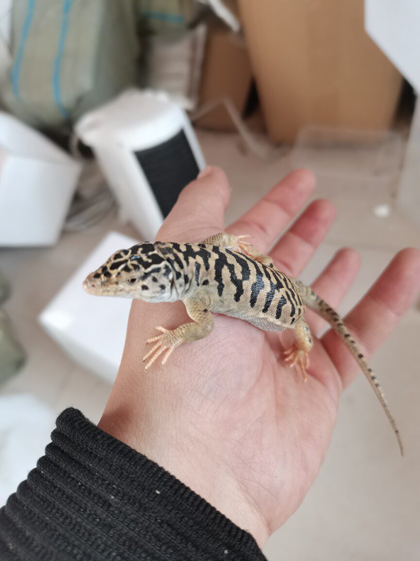 沙漠型虎皮色蜥蜴温顺可爱饲养简单不需要设备新手入门级