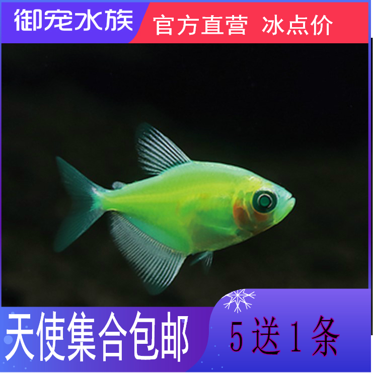 活动价黄衣天使 绿衣天使 虎纹天使鱼 热带鱼 荧光鱼 观赏鱼,原价5..