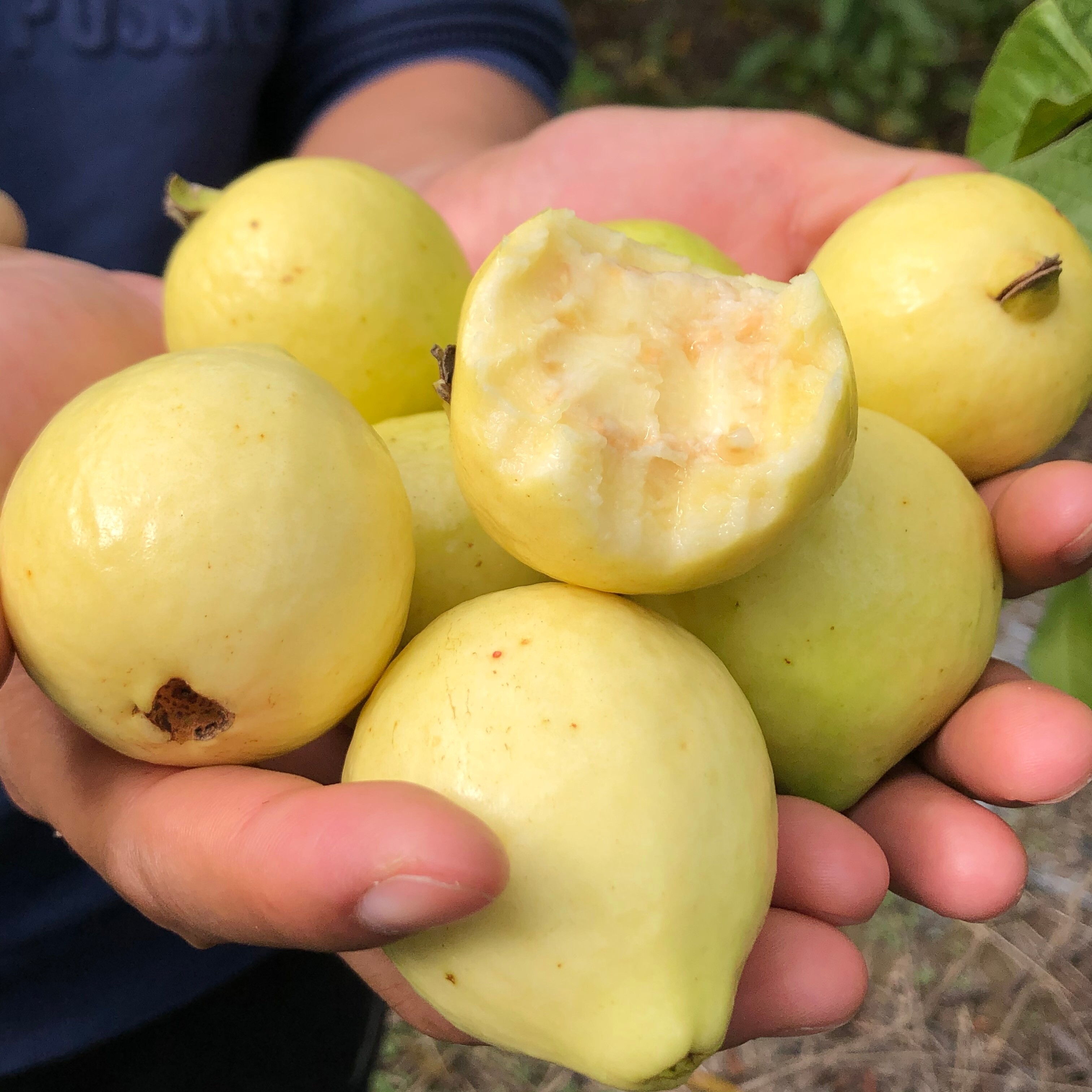 云南腾冲特产水果 野生芭乐5斤包邮新鲜现摘老缅桃傣族果子番石榴