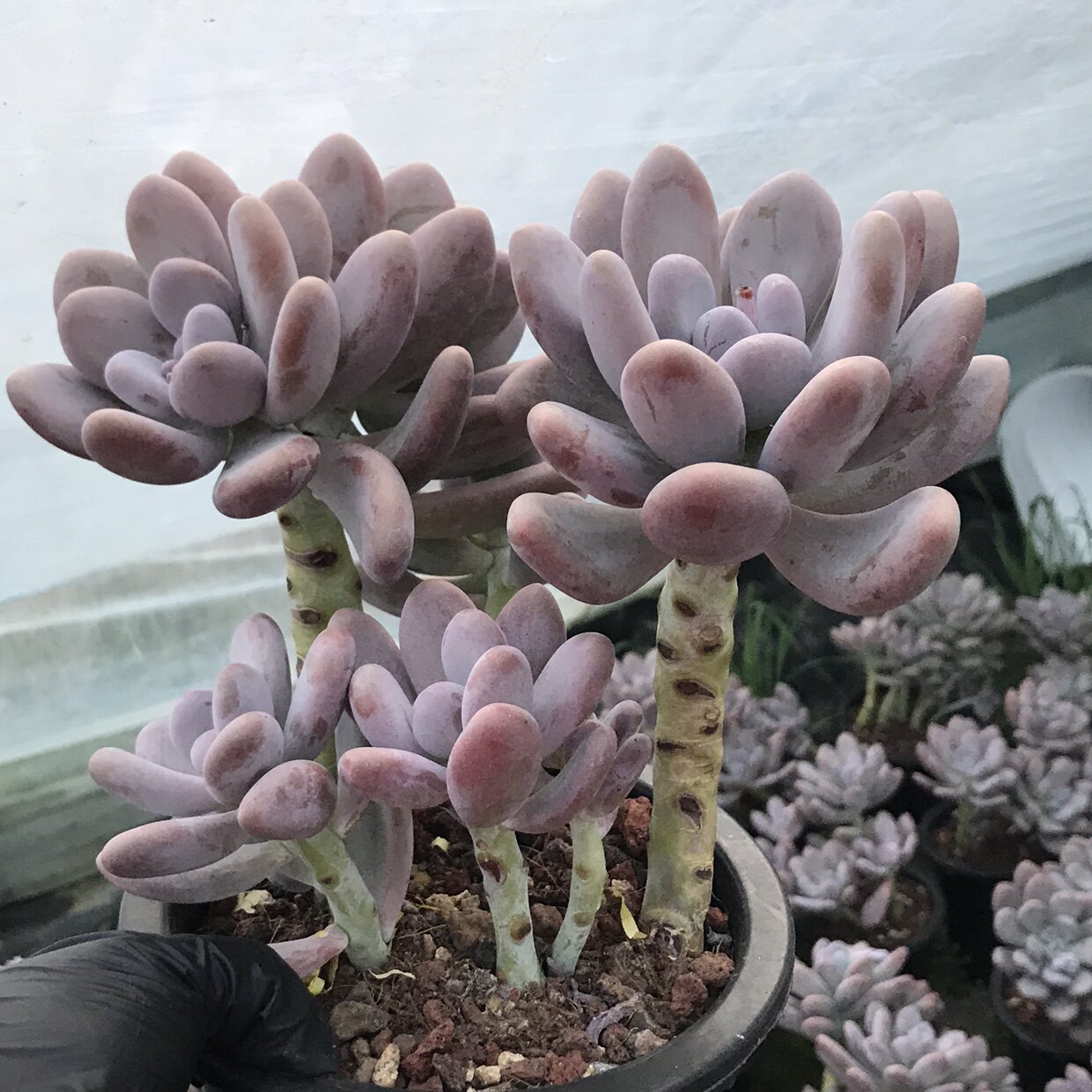 精品控养橙雪球一物一拍 正版橙雪球 红粉知己老桩一物一拍