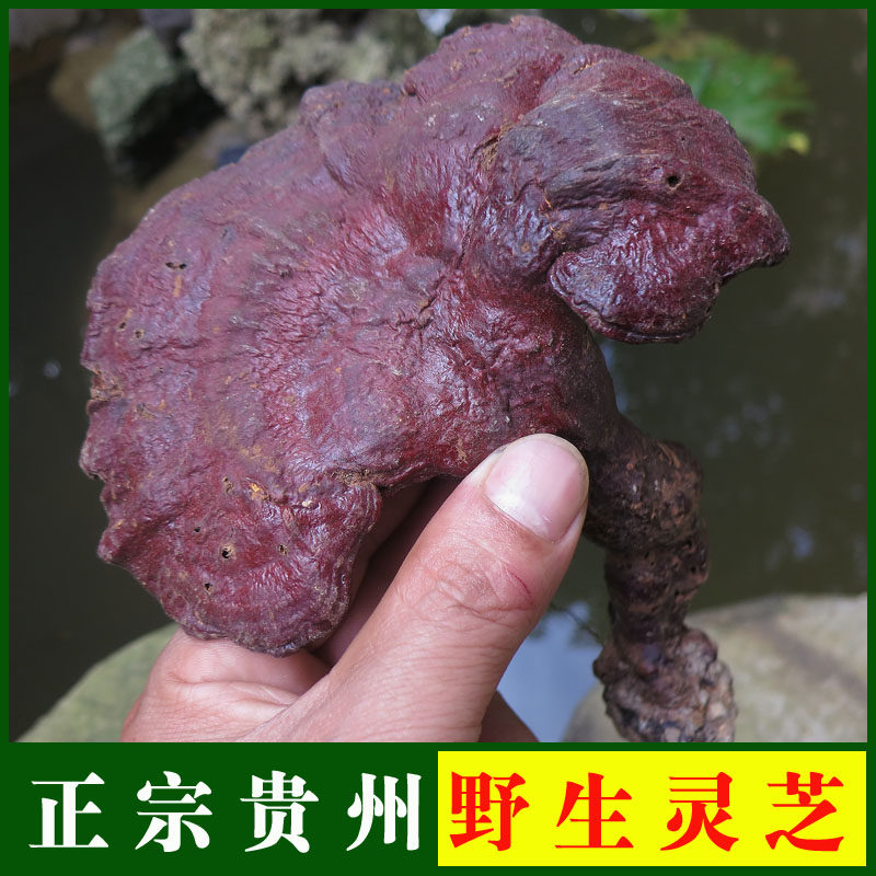 贵州纯正野生赤灵芝正宗野生灵芝 市场购买不到 250克 10—15cm