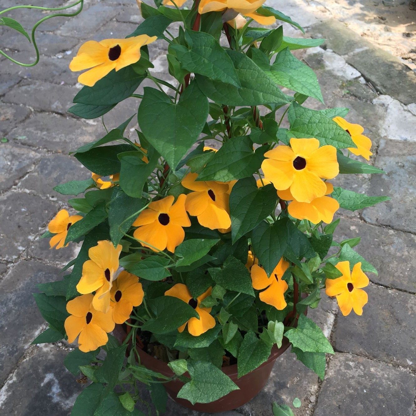 黑眼苏珊 黑苏珊 山牵牛 露天 草本爬藤开花植物带土发货