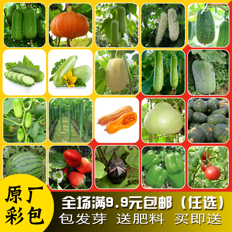 瓜果蔬菜草莓丝瓜苦瓜南瓜黄瓜紫眉豆架豆角西瓜西葫芦红圣女种子