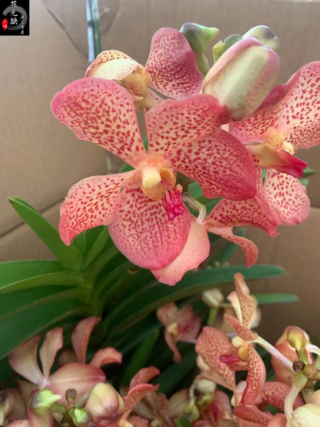 棒叶万代非洲豹万代兰凤蝶兰 莫氏兰/原种万代兰热带兰带花