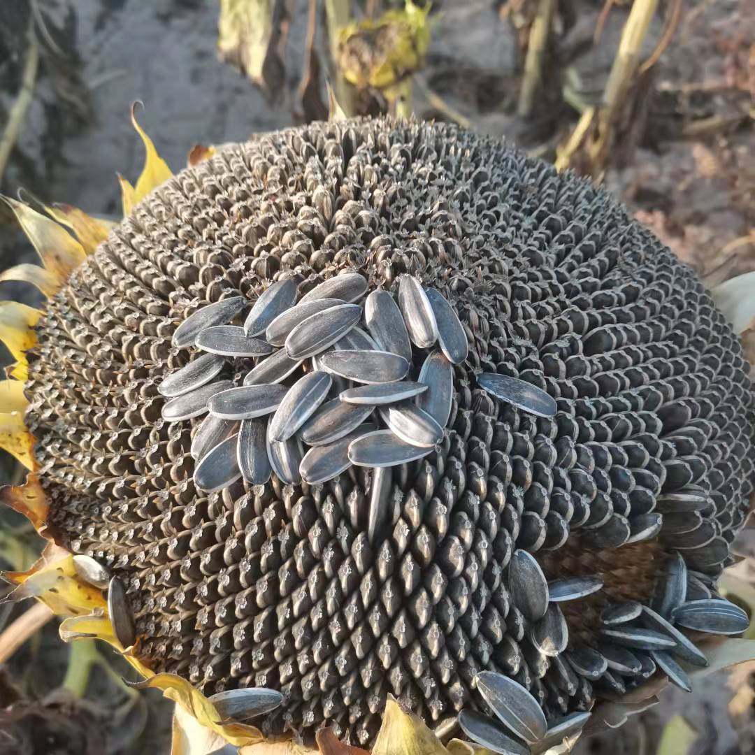 生瓜子 内蒙古生葵花籽新货 河套五原县葵花子散装2斤5斤9斤包邮