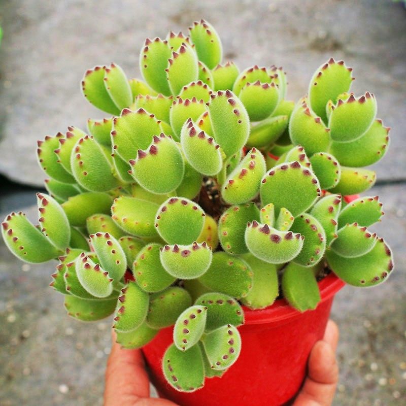 一折熊童子老桩超大_绿熊 熊童子多肉植物老桩熊爪超大颗好养室内盆栽