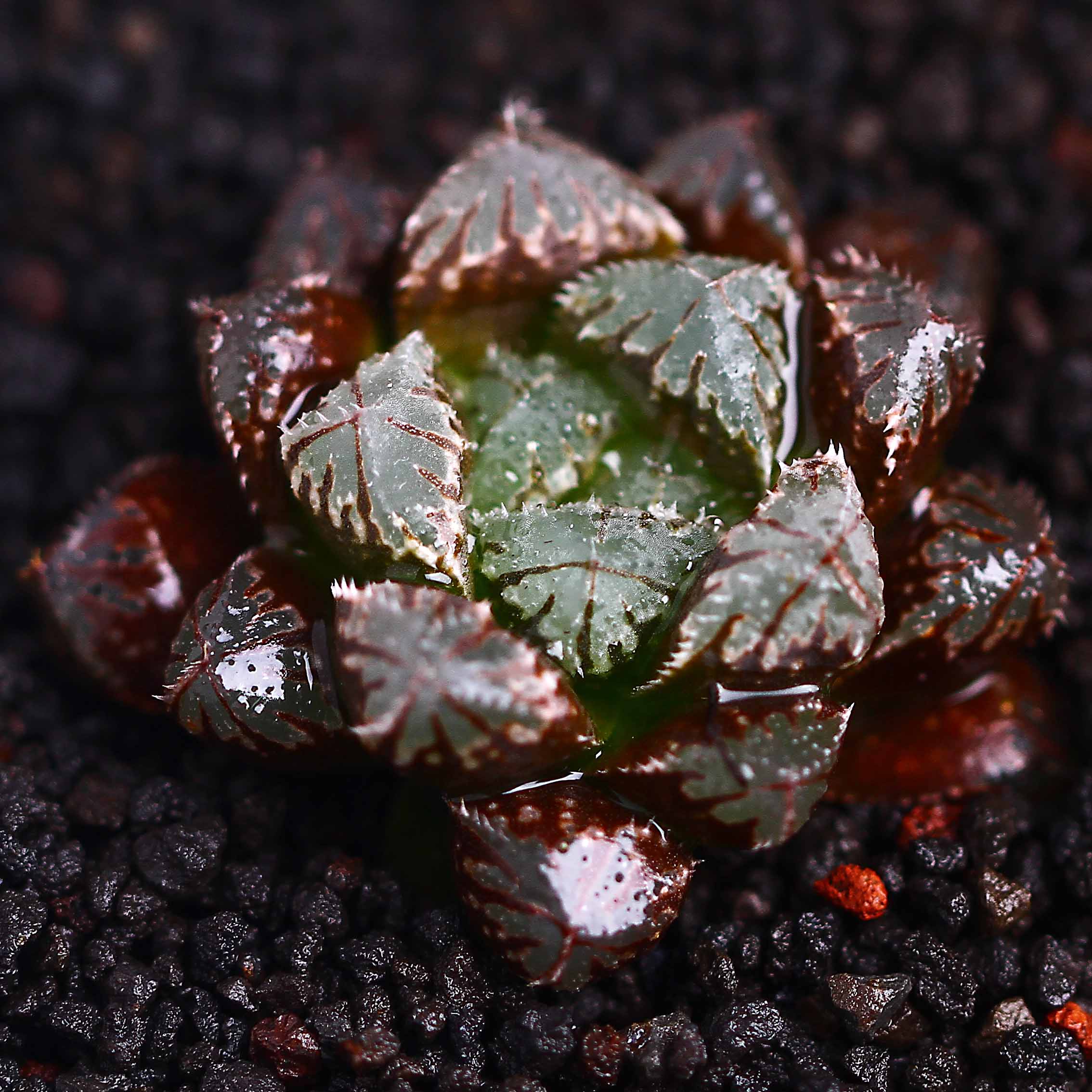 特价迷你盆栽花卉 多肉植物