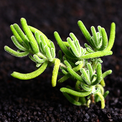 枝干番杏多肉植物多肉办公室内植物绿植创意花卉盆栽组合兔耳朵