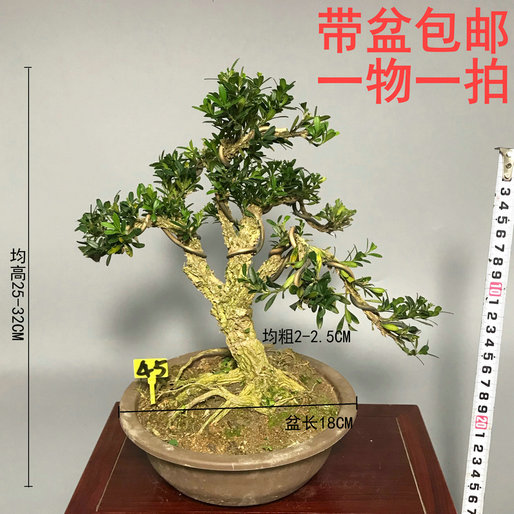 矮霸实生雀舌皱皮黄杨盆景盆栽植物绿植净化空气四季