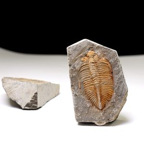 三叶虫化石价值300万图片