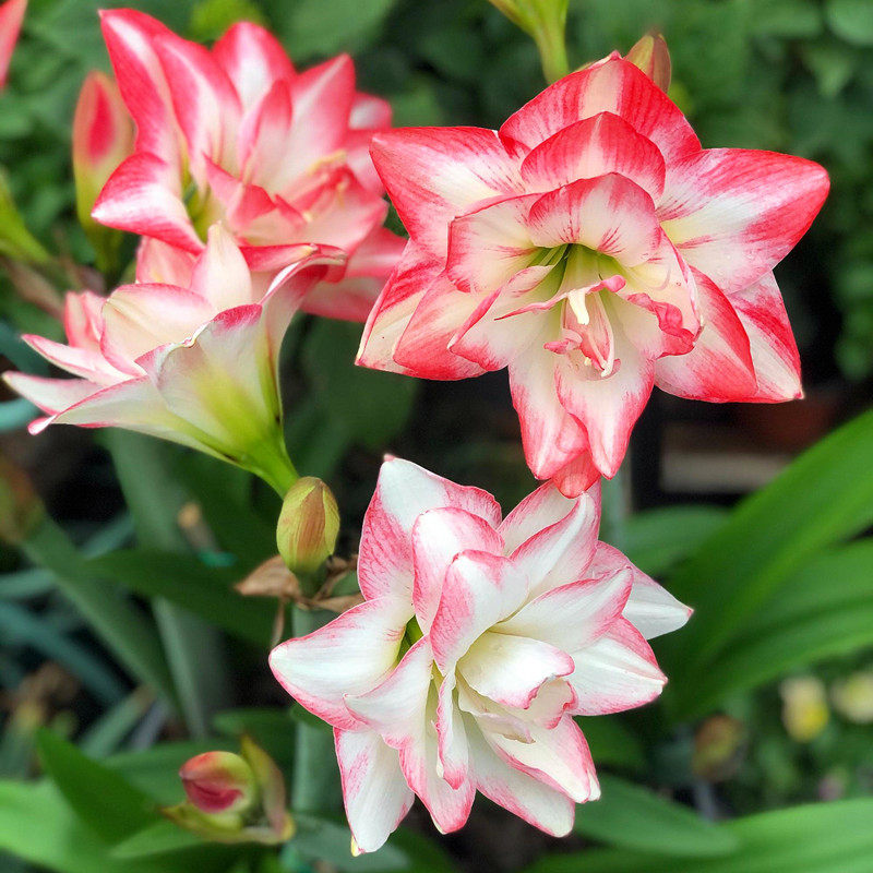 洋朱顶红进口重瓣