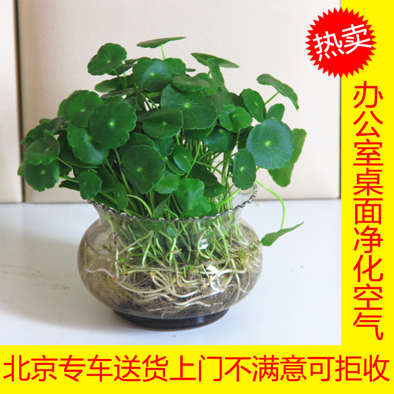 铜钱草玻璃瓶套装金草水养绿色植物绿植花卉北京专车直送水培同城在类目 鲜花速递/花卉仿真/绿植园艺, 花卉/绿植盆栽(新), 绿植中 - 来自Buy2taobao.com提供专业的淘宝代购服务