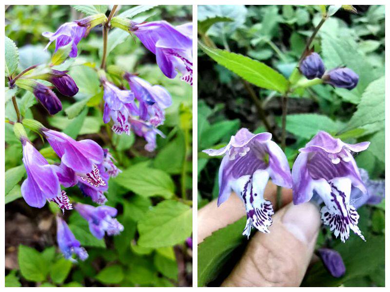 华西龙头草 水升麻红紫苏阳台耐寒时令草本花卉庭院地盆栽北方 苗
