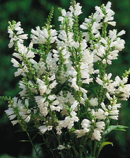 红花和白花假龙头雪峰 多年生宿根花卉 耐热耐寒盆栽观赏花境美化