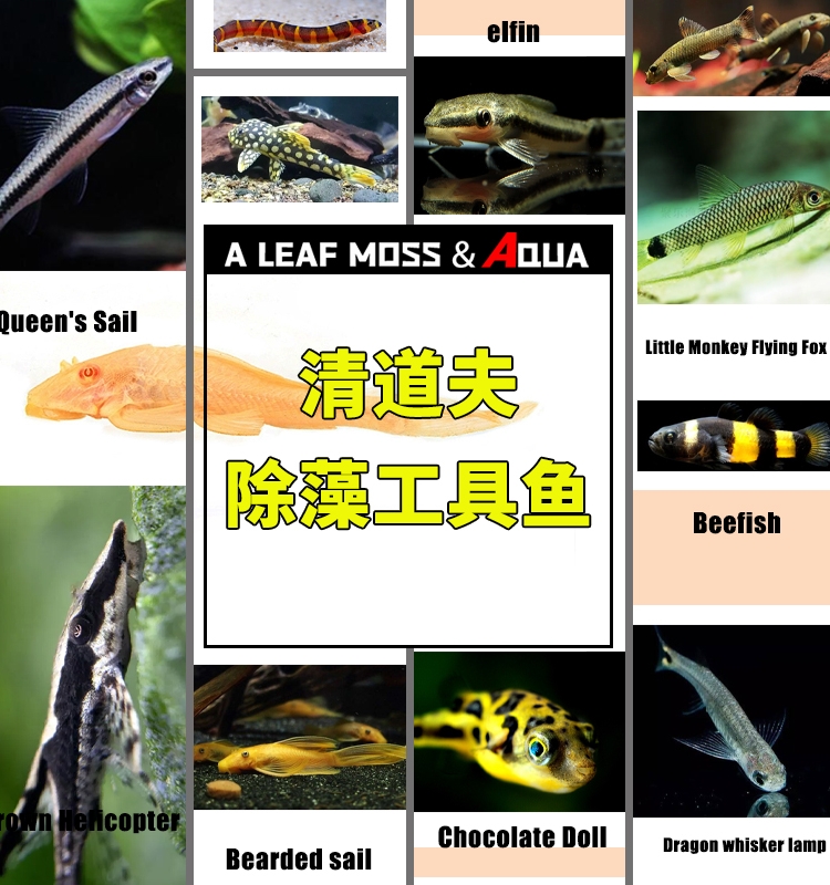 除藻工具鱼黑线飞狐小精灵小猴胡子金苔鼠褐除杂螺巧克力翻砂似鮈