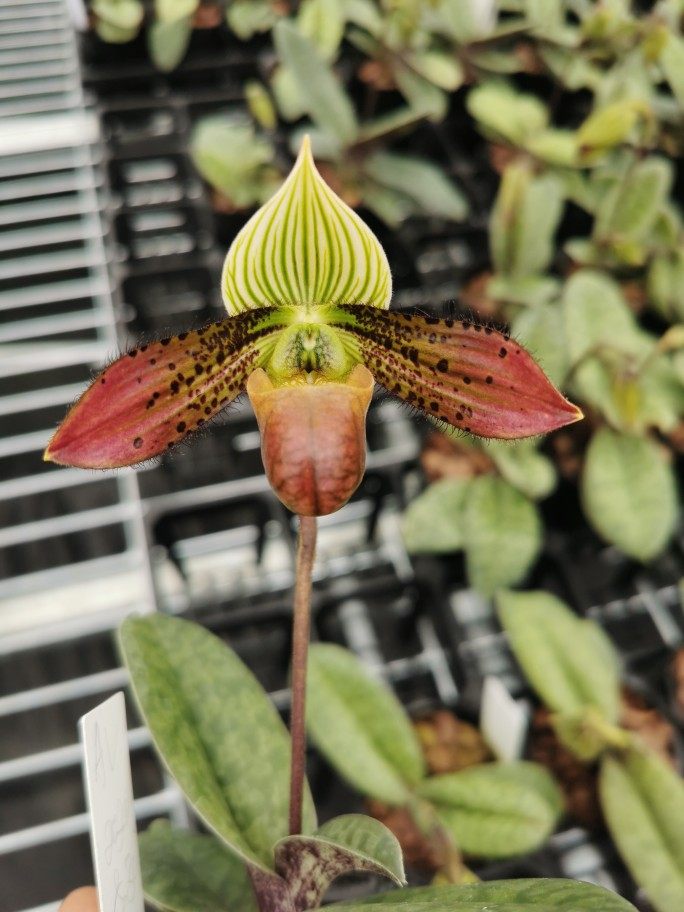 秀丽兜兰_兜兰_仙履兰_拖鞋兰_绉枸兰花卉百科图片_培育种植_饲养繁殖