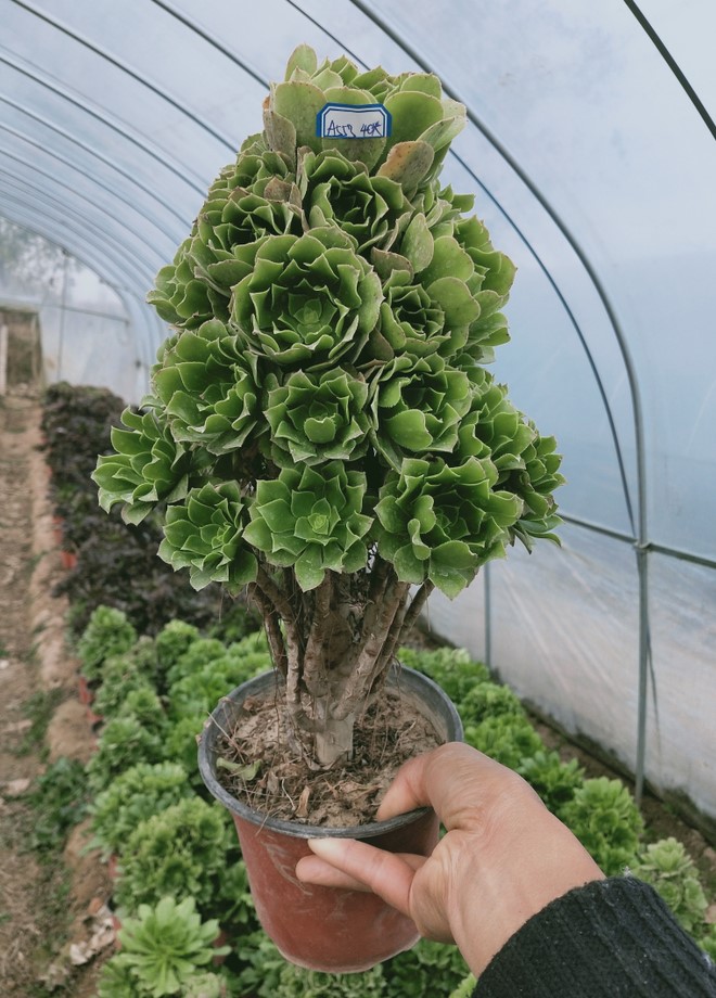 法师老桩一物一拍_小轩 法师 绿羊绒 多头手捧花 多肉植物 多肉 绿植