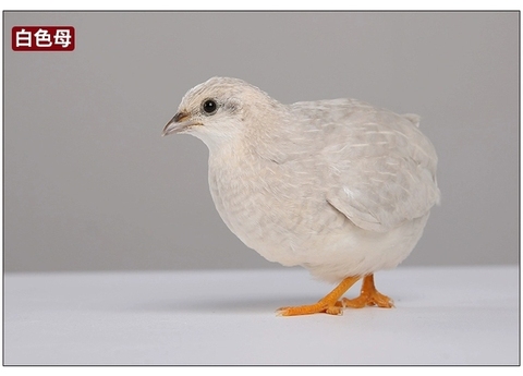 桂花雀芦丁鸡蓝胸鹌鹑宠物鸡迷你鸡观赏受精蛋活体活体包邮包活到