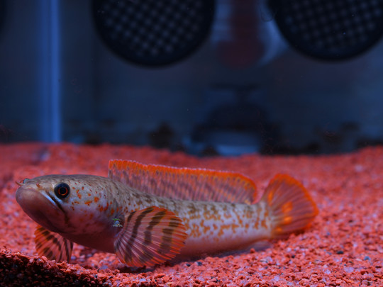 巧克力七彩雷龙鱼雷龙鱼小型淡水鱼观赏鱼热带鱼宠物水族活体包邮