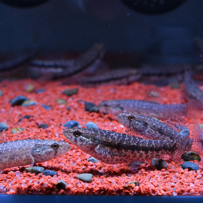 枯木牙鱼南美虎斑黑线老虎橙腹红魔王加拉辛淡水热带鱼观赏凶猛鱼