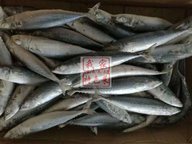 3斤包邮新鲜冷冻野生水产小头鱼
