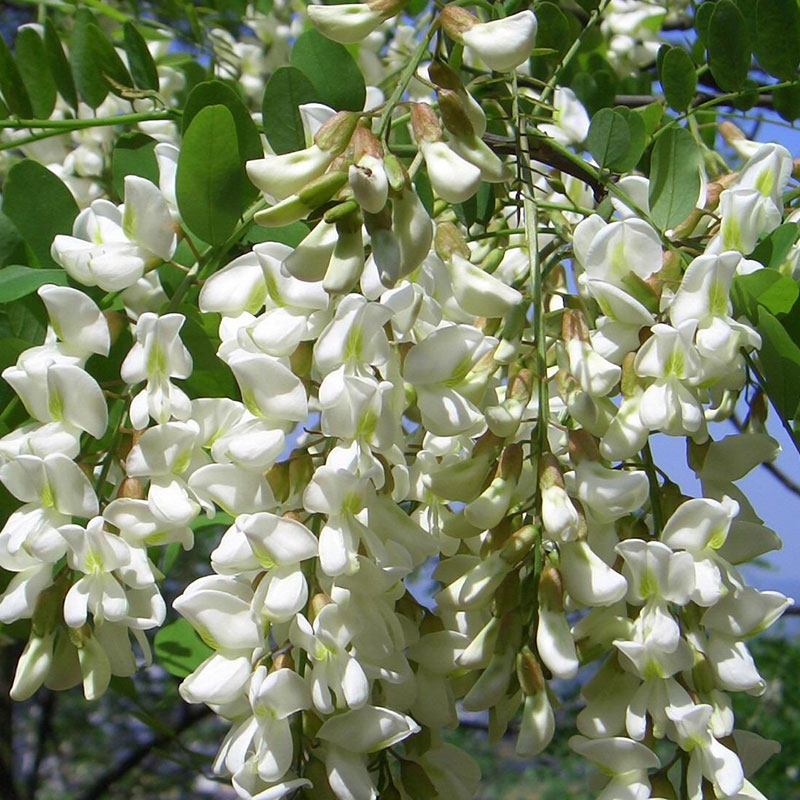 洋槐花新鲜蔬菜槐米陕西食用农产品食用野菜散装2斤孕妇现摘包邮