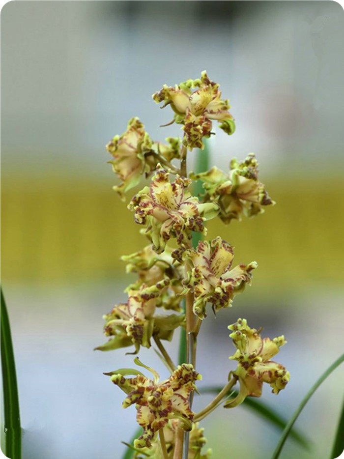 浓香经典奇花惠兰品种红牡丹特色蕙兰兰花苗室内绿植盆栽花卉品种