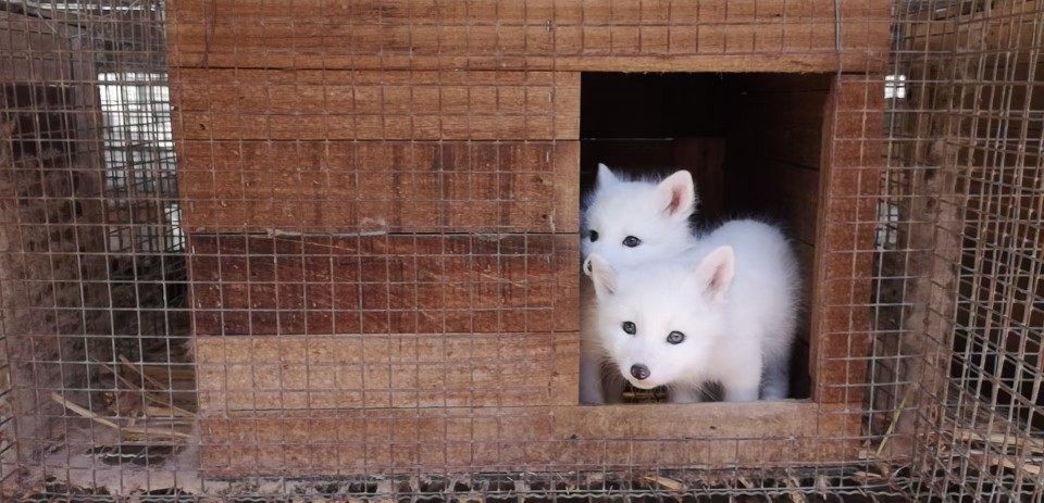 宠物小狐狸活体幼崽蓝狐雪狐冰岛湖