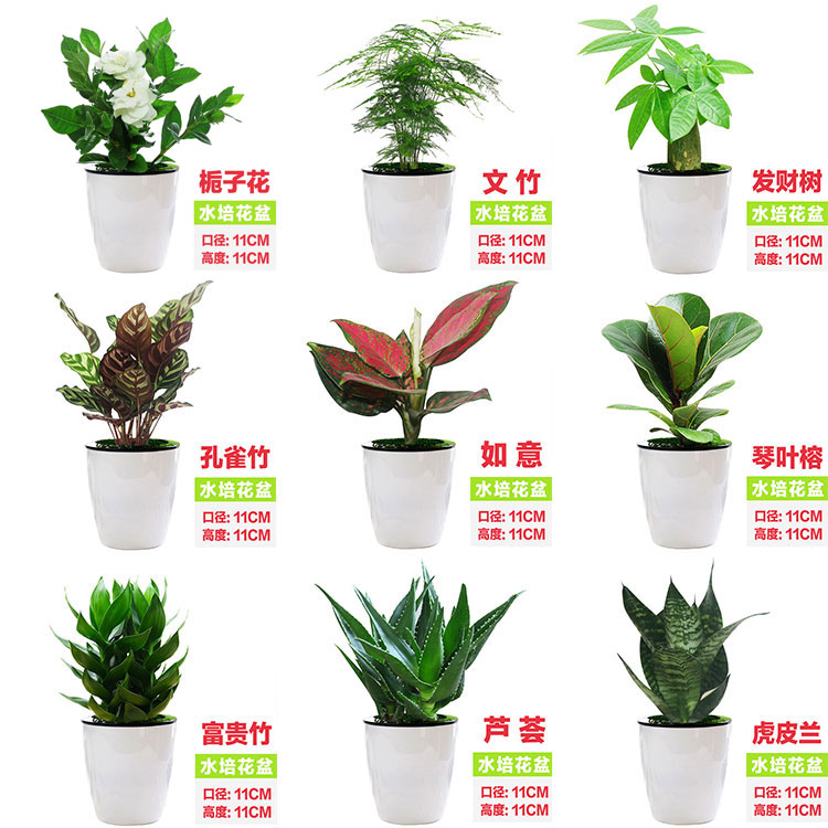 绿萝发财树富贵竹虎皮兰文竹芦荟如意办公室内花卉水培植物小盆栽_6折