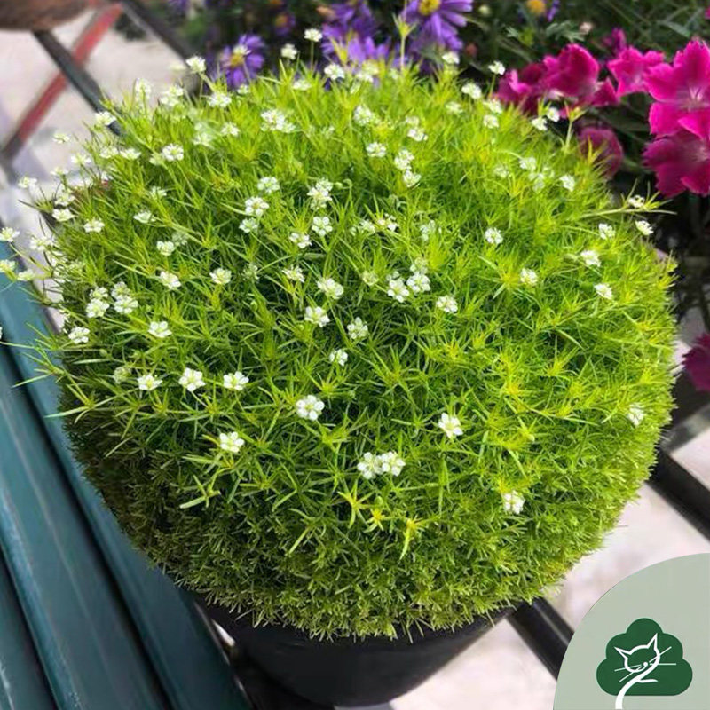 爱尔兰珍珠草苔藓石竹草家庭园艺盆栽阳台庭院花卉绿植地被多年生