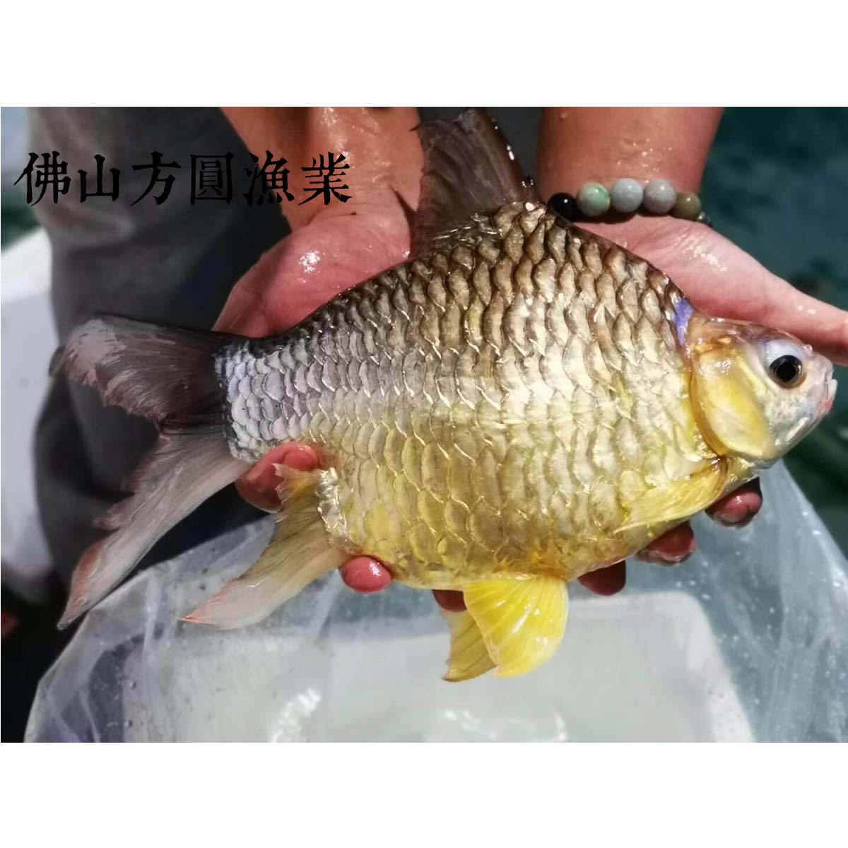 泰国短身元宝鲫虎鱼龙鱼柠檬鲫鱼