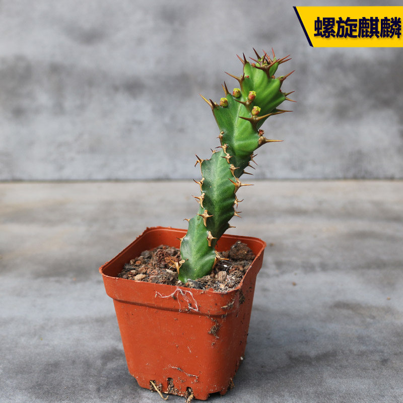 麒麟植物_花田舍 螺旋麒麟仙人柱 趣味稀有冷门多肉植物 室内防辐射小