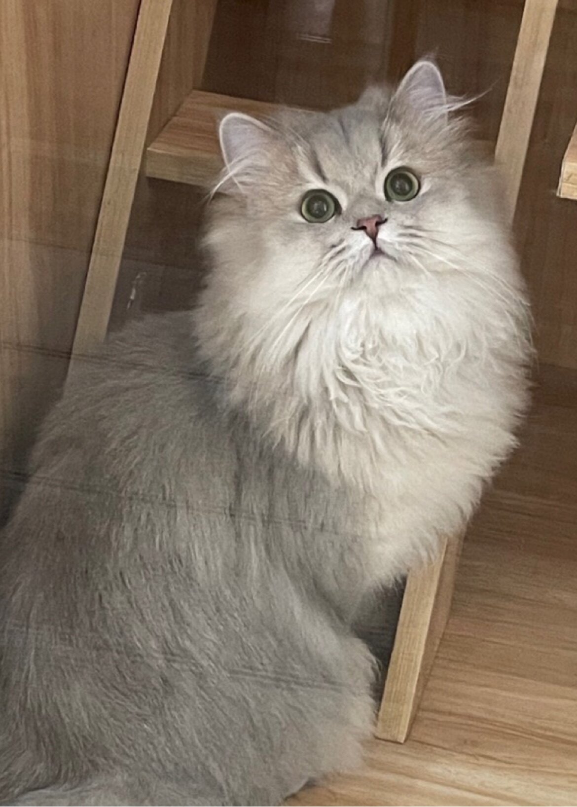 纯种英短金渐层12色11色25色蓝金渐层银渐层猫咪幼崽幼猫活体猫舍