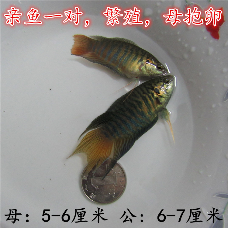 新品鬥淡水菩薩皮婆養殖繁殖尾鬥叉母國野生觀賞普叉活體魚中魚在類目 寵物/寵物食品及用品, 水族世界, 魚中 - 來自Buy2taobao.com提供專業的淘寶代購服務