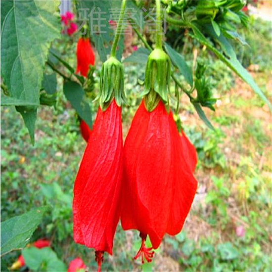 四季开花庭院阳台盆栽绿植悬玲花　朱槿大红袍花苗　盆景悬玲花苗