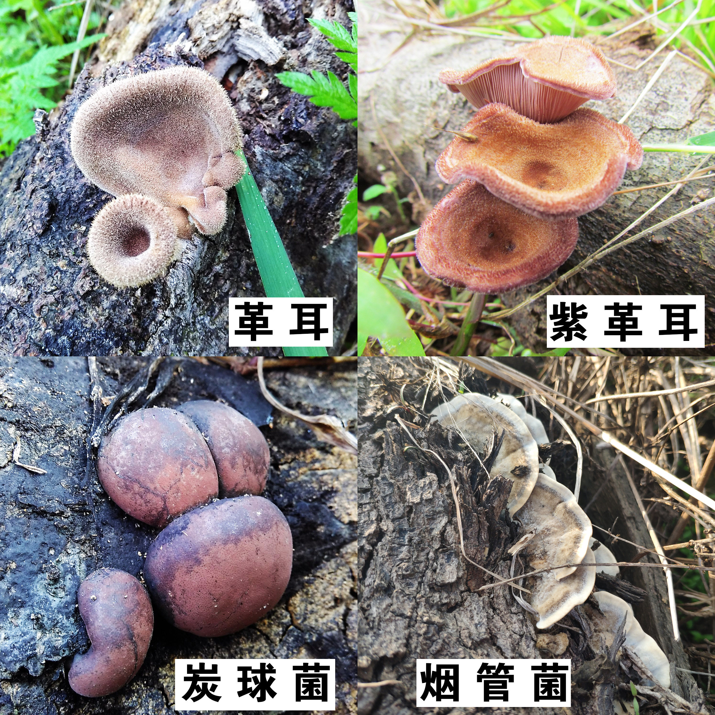 野生药用真菌 紫革耳 毛革盖菌 鹅膏菌 烟管菌 炭球菌 红栓菌