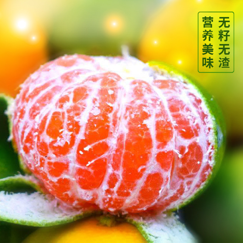 城固蜜桔国庆中秋礼品汉中桔子无籽薄皮柑橘单位福利果园现采现发