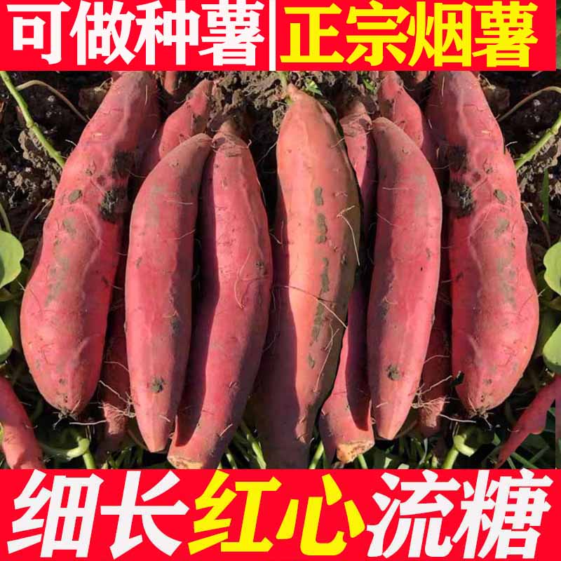 特价富硒地瓜种子_正宗红心烟薯25流油糖心蜜薯无丝血管小地瓜可做