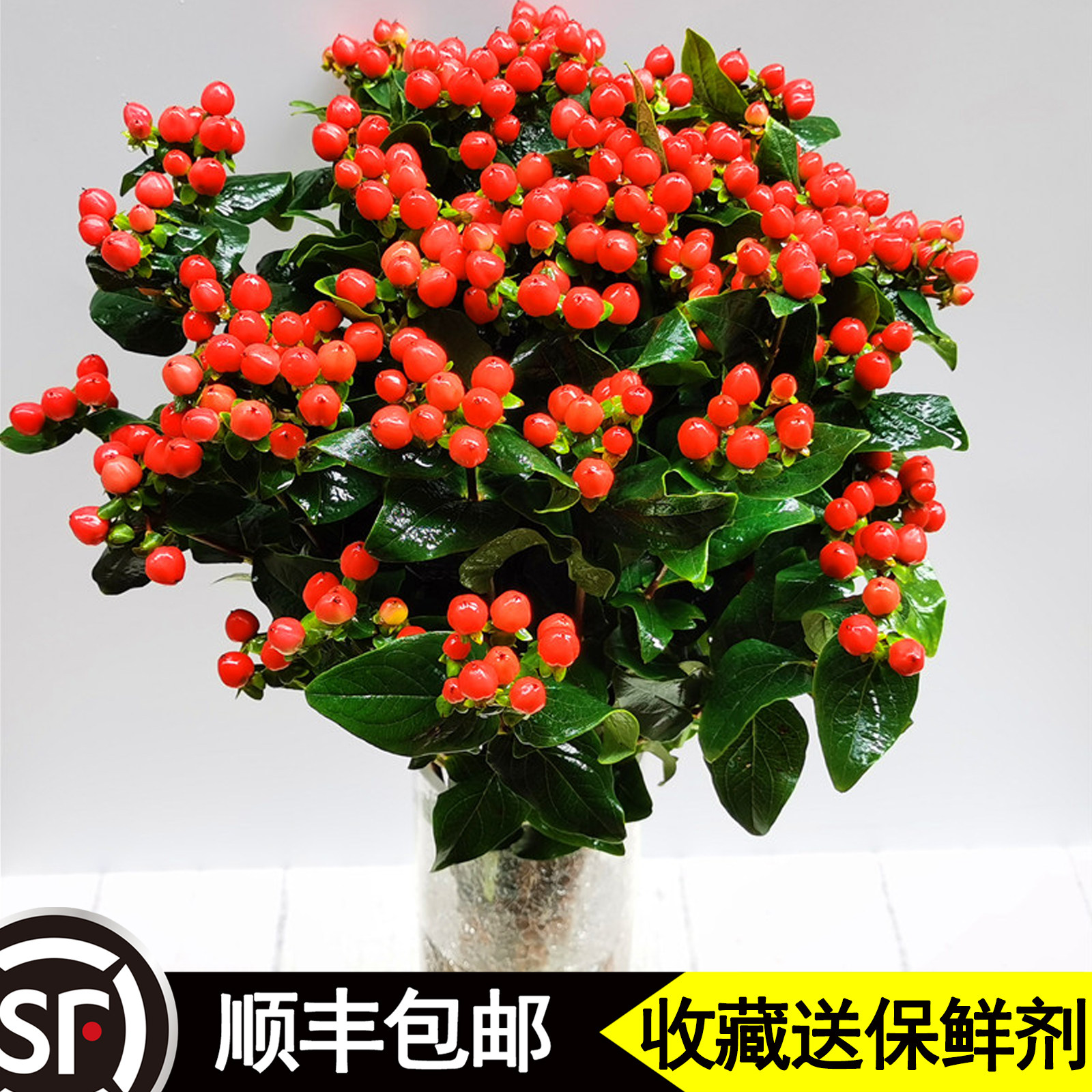 相思豆红豆鲜花云南直发办公室客厅水养婚庆配花送礼情人节七夕节